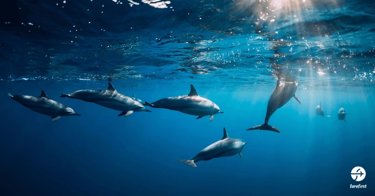 meet-dolphins-in-their-natural-ocean-habitat