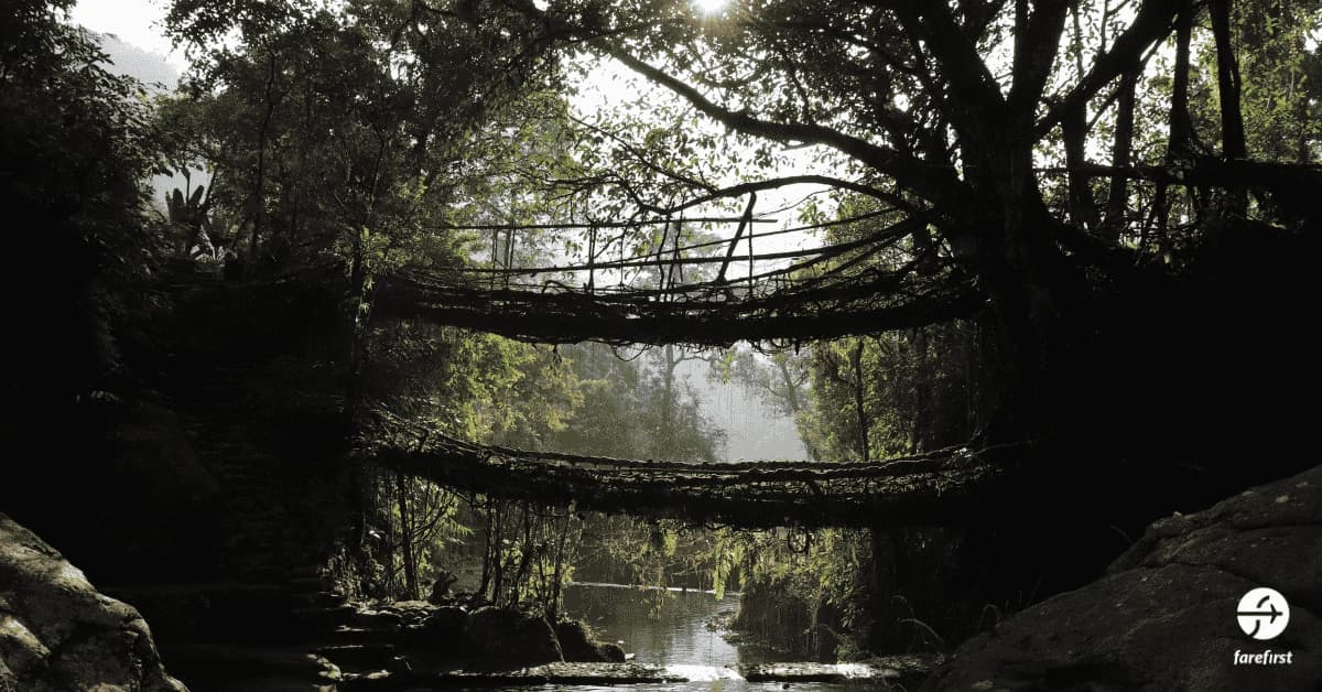 double-decker-living-root-bridge-natures-architectural-masterpiece