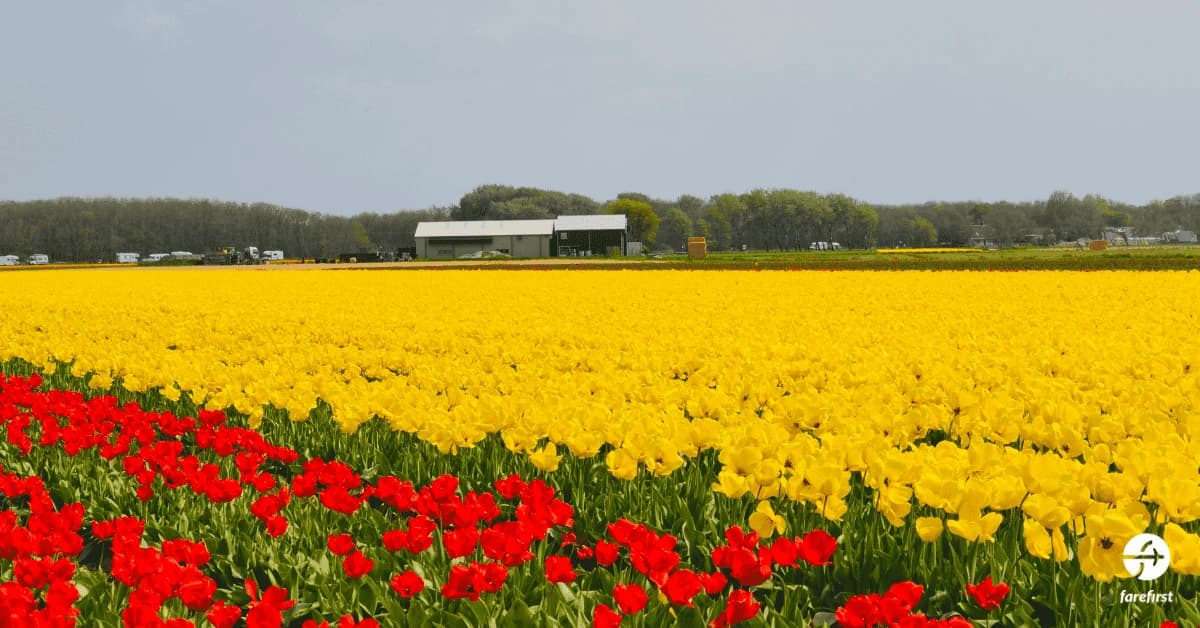keukenhof-the-garden-of-europe