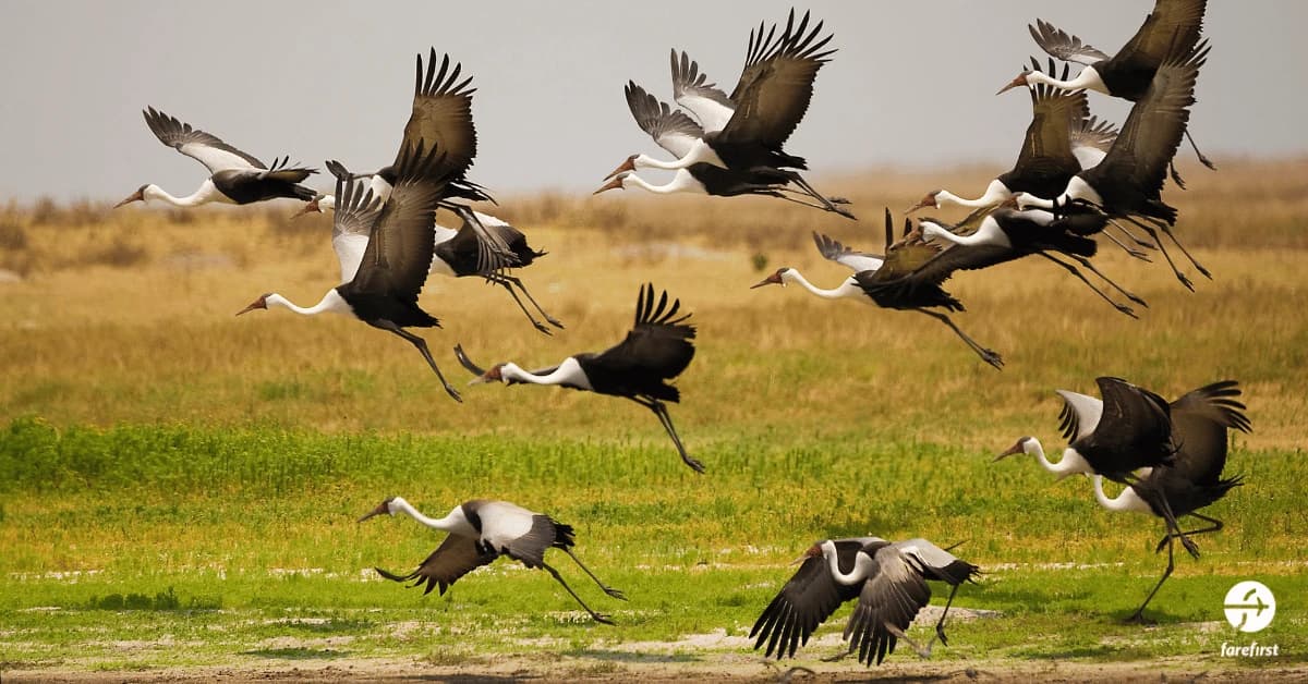 liuwa-plain-national-park-home-of-africas-great-migration