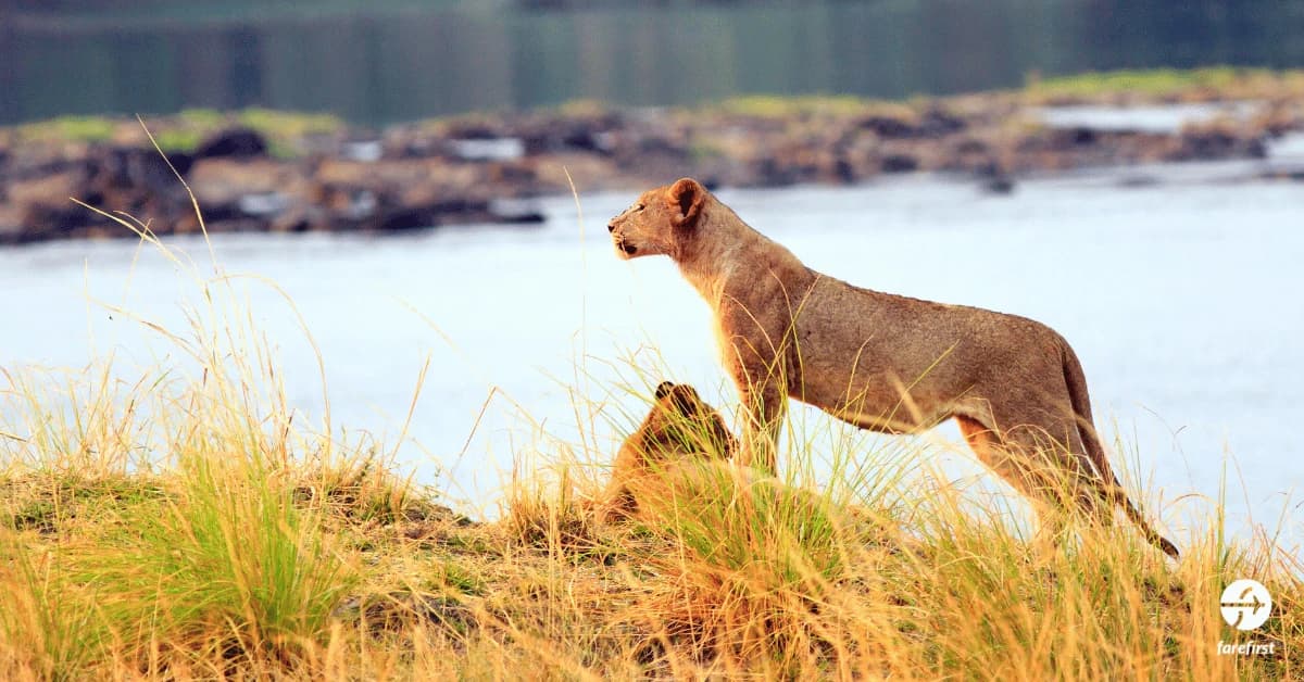 lower-zambezi-national-park-safari-along-the-river