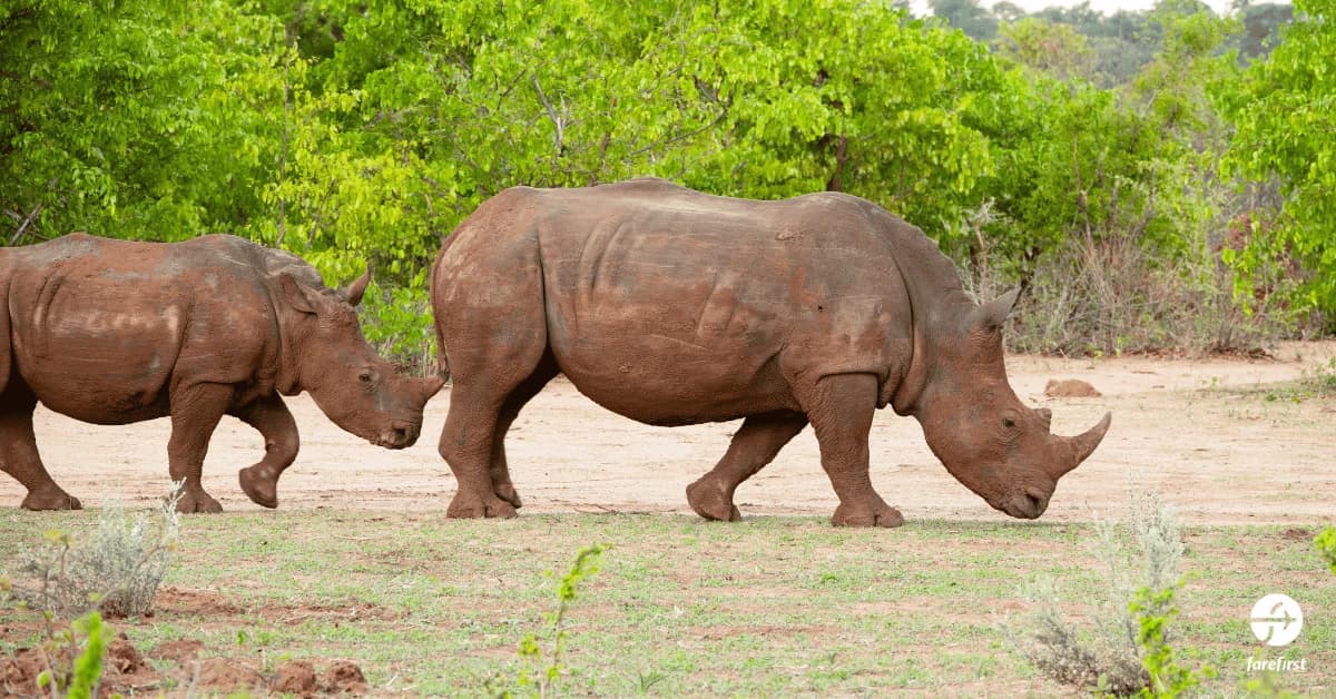 mosi-oa-tunya-national-park-wildlife-beside-the-falls