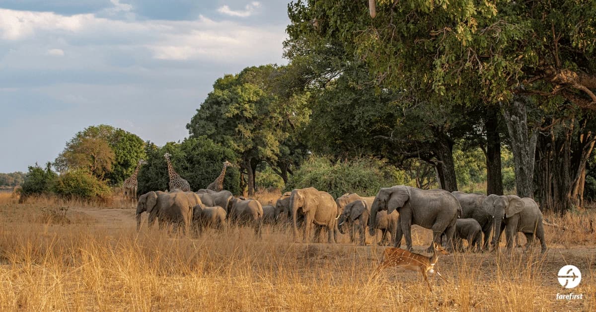 north-luangwa-national-park-africas-untouched-wilderness
