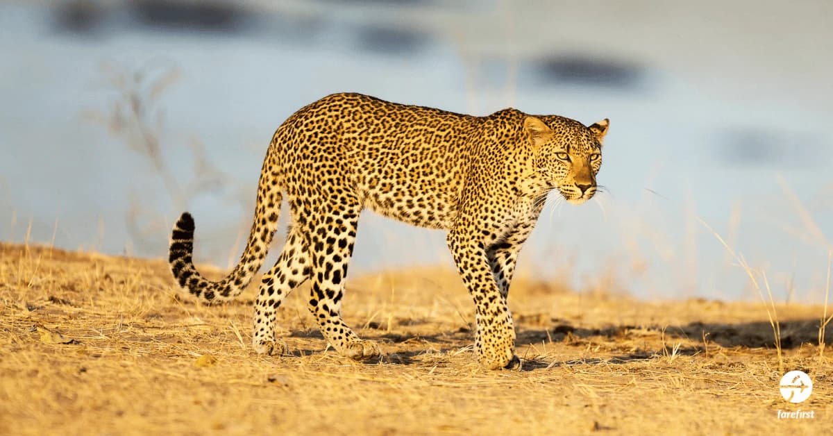 south-luangwa-national-park-the-birthplace-of-walking-safaris