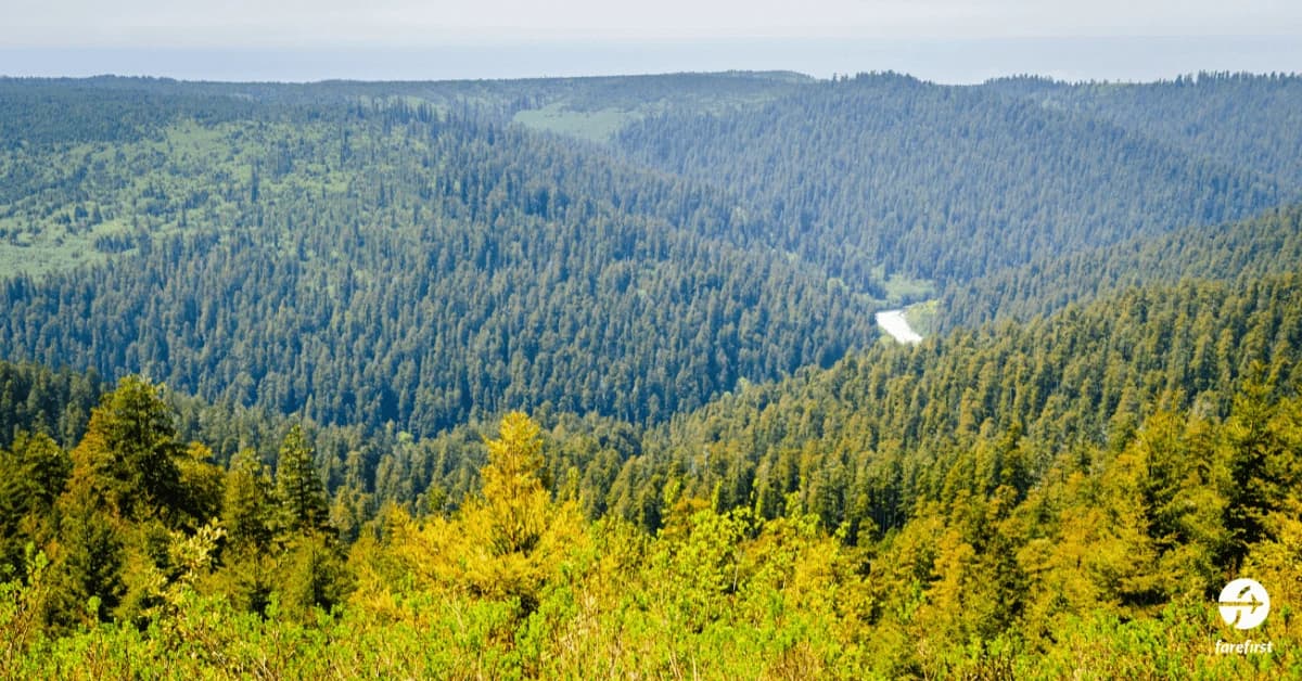 redwood-national-and-state-parks-walking-among-giants