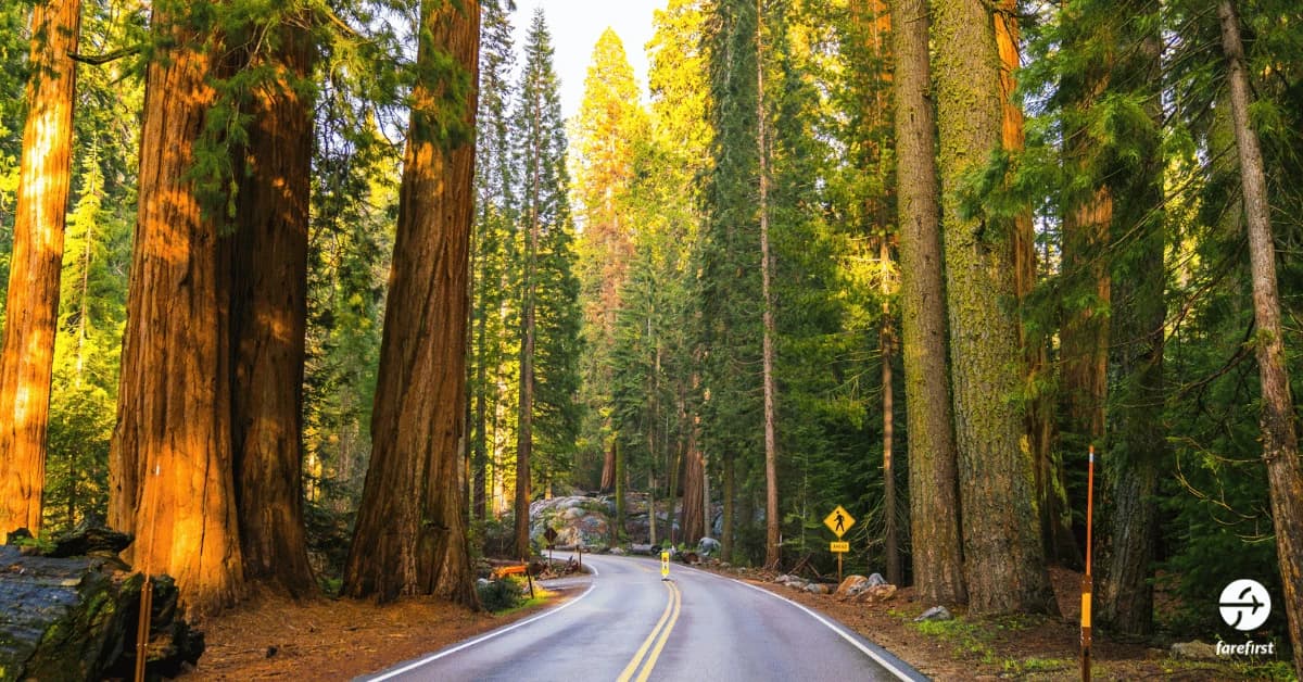 sequoia-national-park-home-of-the-giants