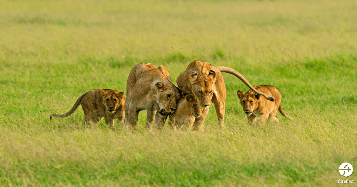 maasai-mara-national-reserve